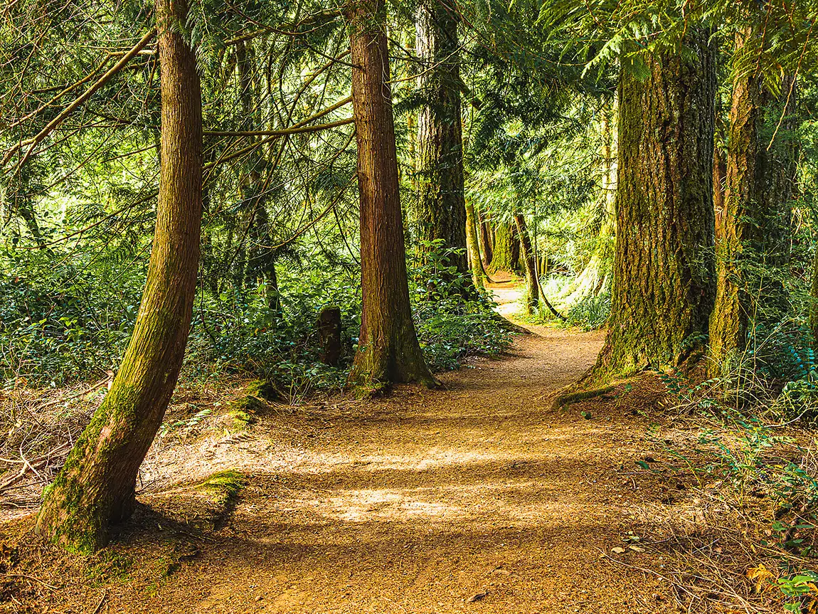 A Walk In The Woods, Courtenay, Vancouver Island, Canada