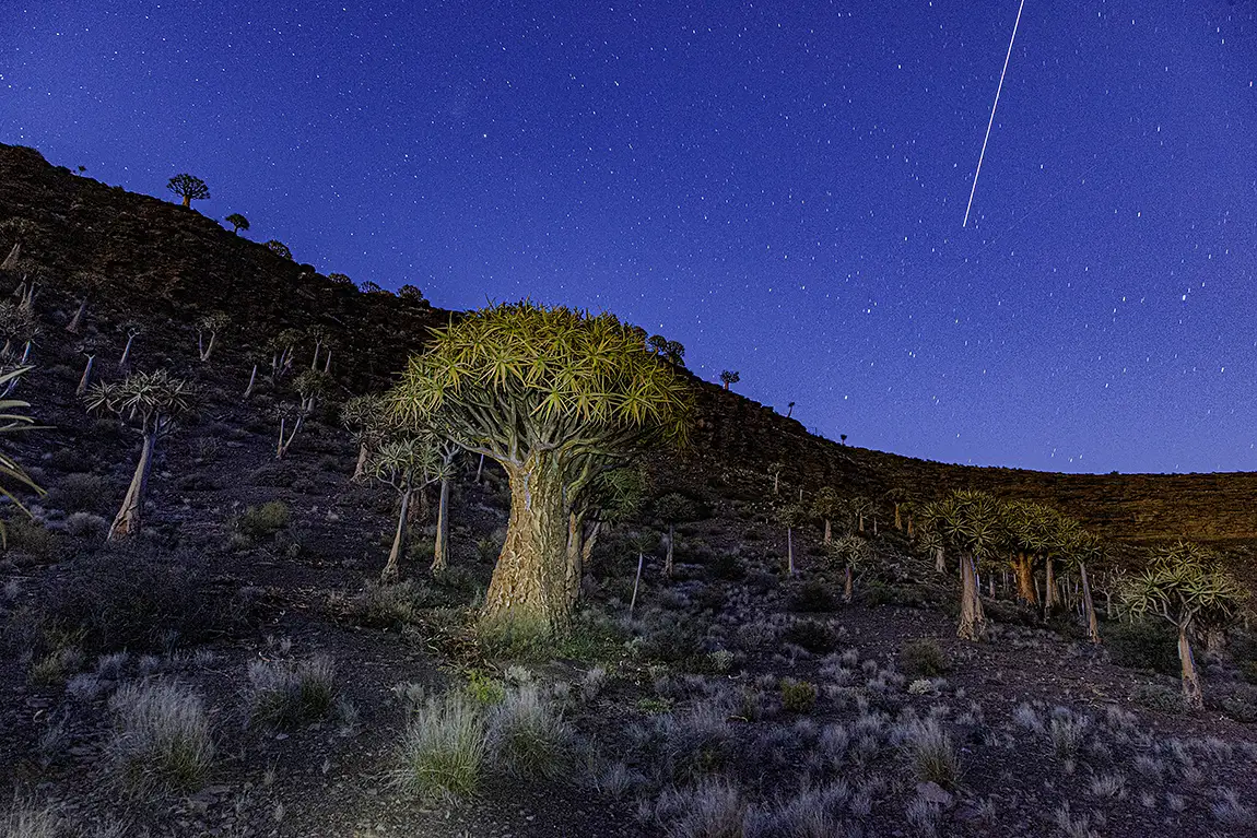 Ancient Quiver Tree Giants, Nieuwoudtville, Northern Cape, South Africa