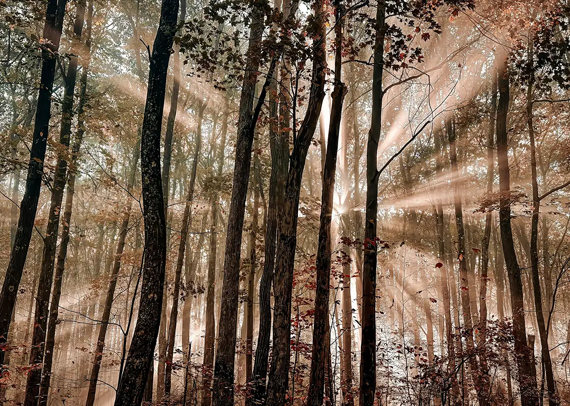 Cathedral Of Autumn Light, Fayette County, Pennsylvania, USA