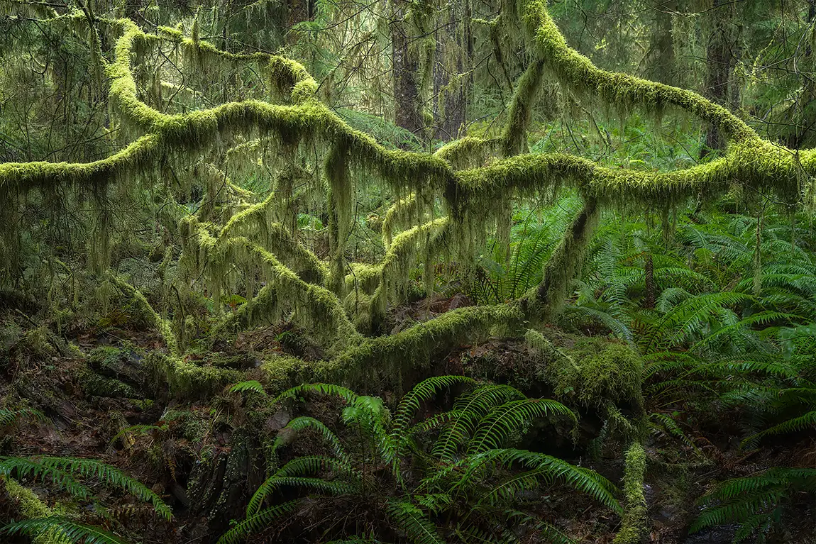Dark Botanical, Olympic Peninsula, WA, USA