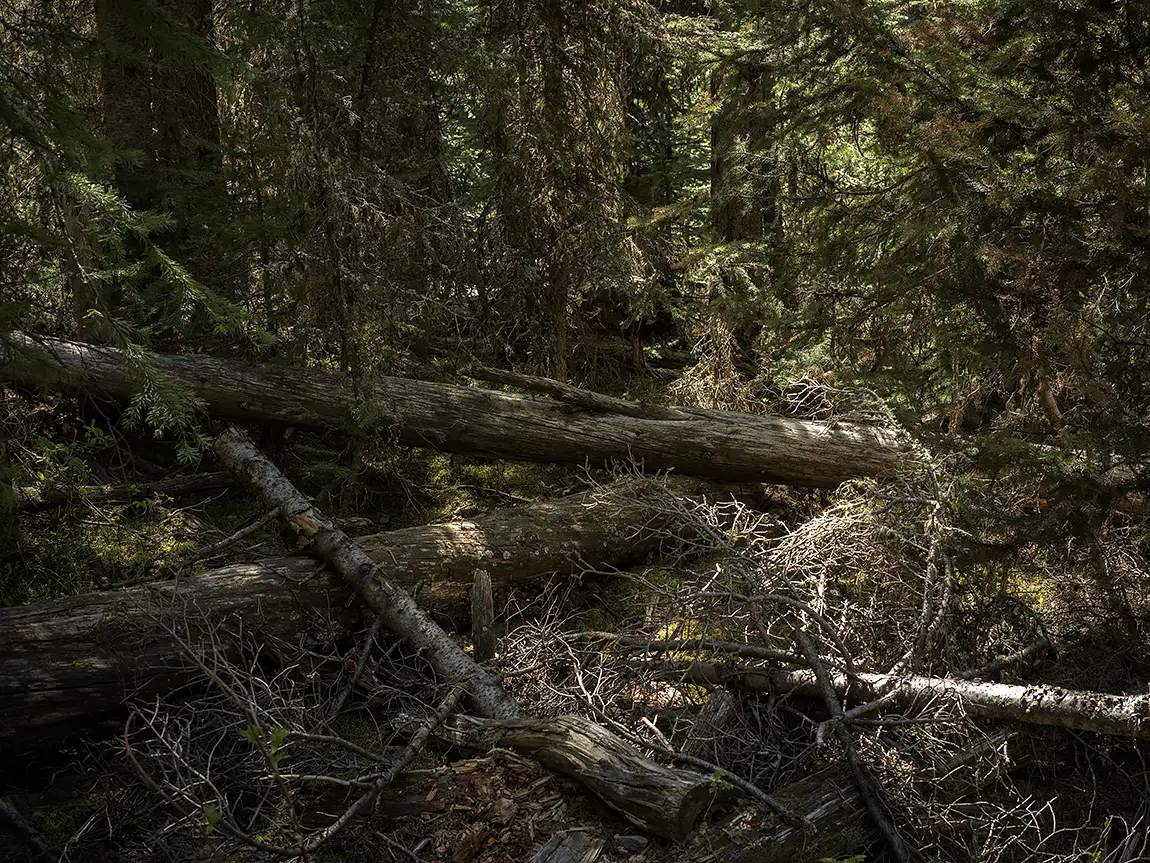 Deep Woods, Hyalite Reservoir Trail, Gallatin County, Montana, USA