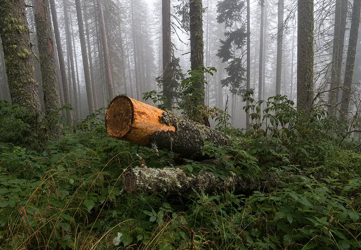 Dolomites Forest, Arabba, Veneto, Italy
