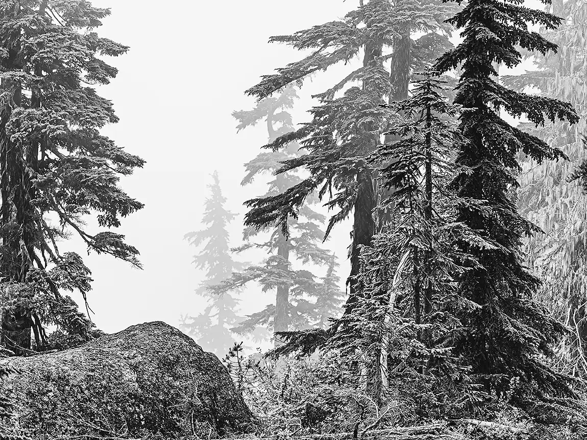 Foggy Forest, Comox Valley, Vancouver Island, Canada