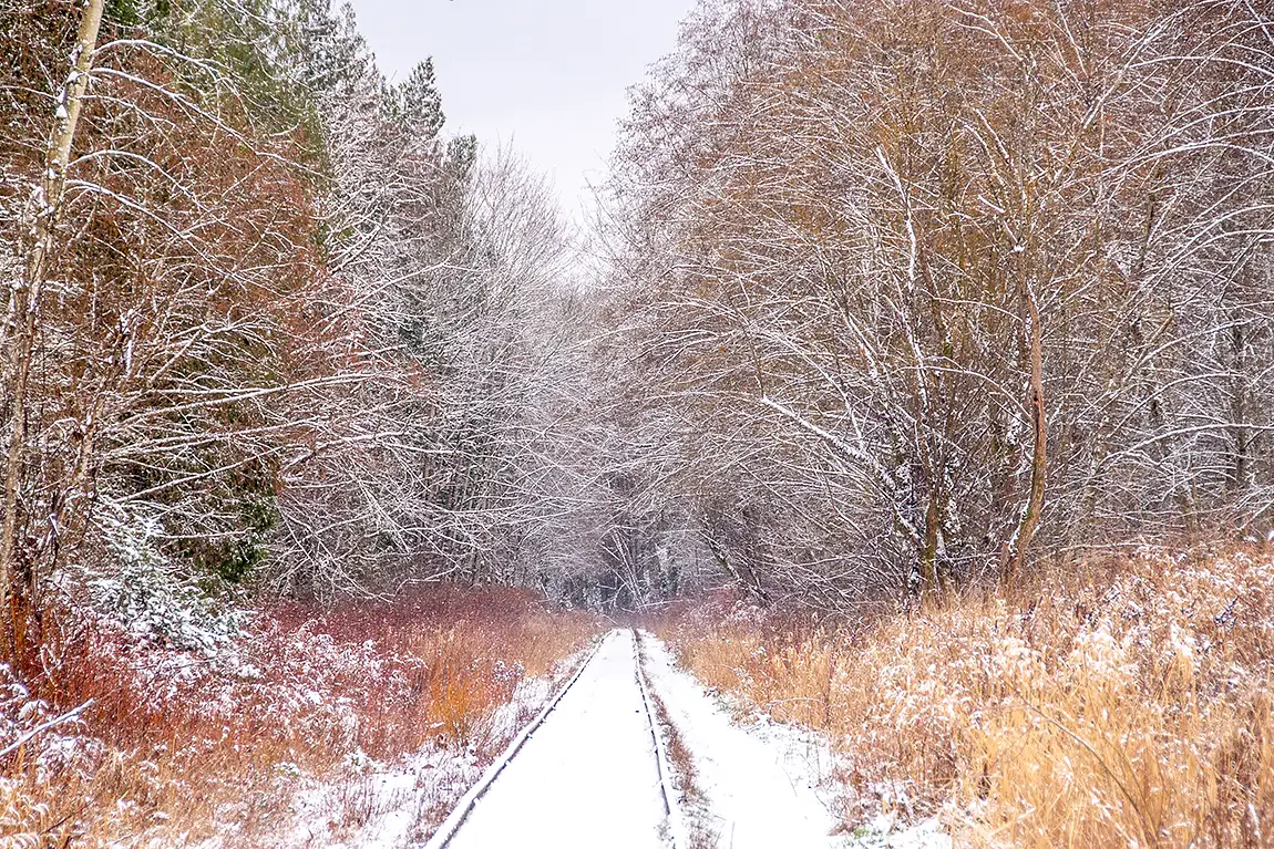 Forest Of Snowy Fans, Regional District of Nanaimo, Vancouver Island, British Columbia, Canada