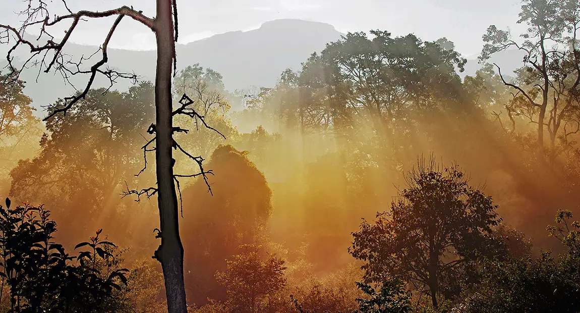 Forest Rays, BR Hills Wild Life Sanctuary, Mysore, India