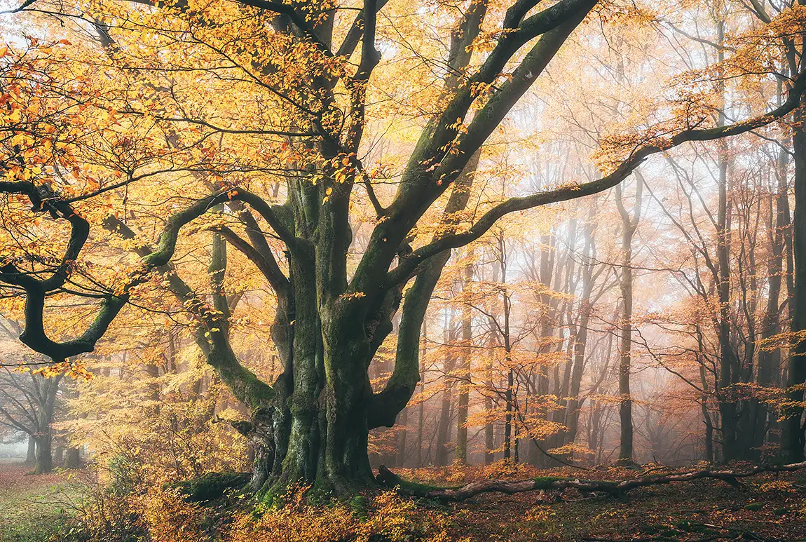 Giant Beech, Oberbach, Rhoen, Bavaria, Germany