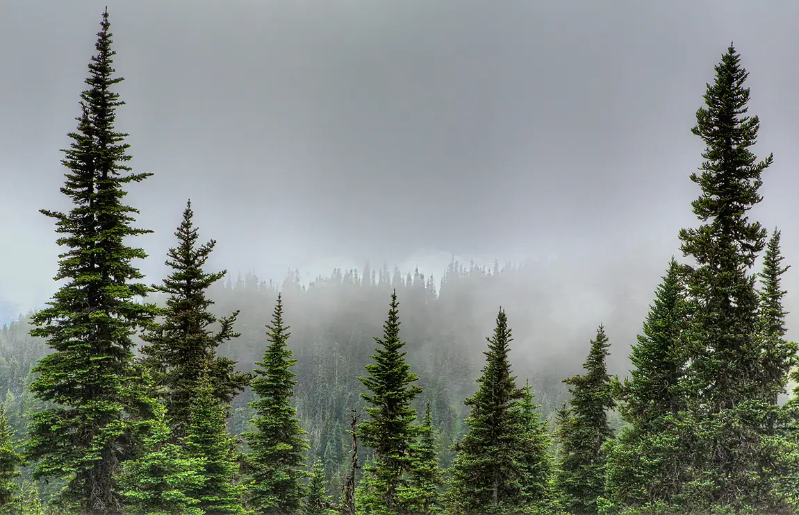 Hurricane Ridge, Olympic National Park, Port Angeles, Washington, USA