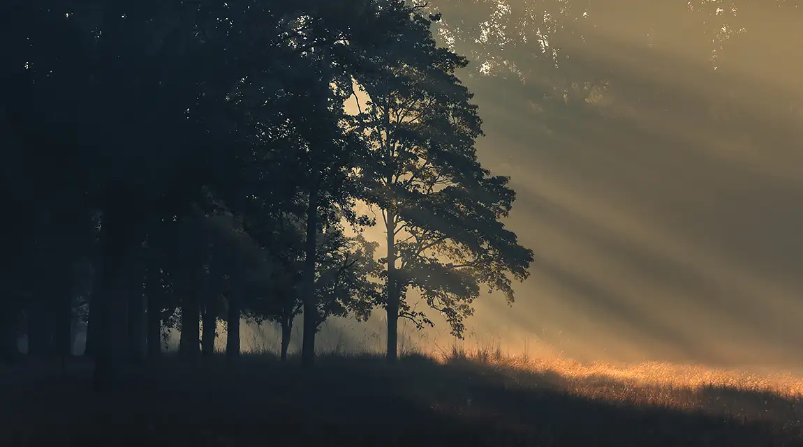 Kanha Tiger National Park, India