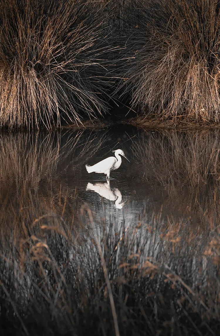 Little Egret, Tarquinia, Italy