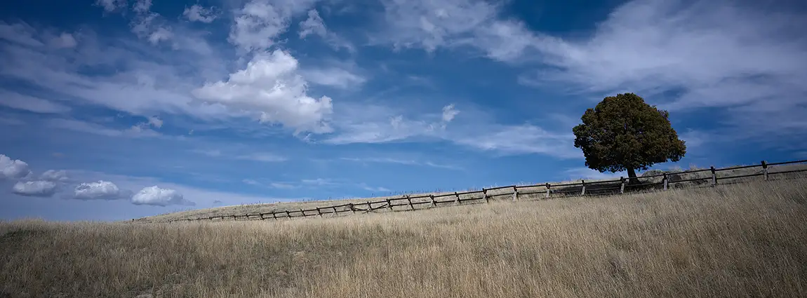 Lone Tree, Sage Ranch, Park County, Montana, USA