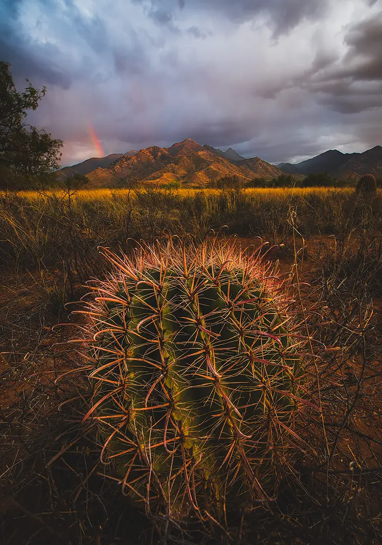 Madera Cactus, Madera Canyon, Arizona, USA