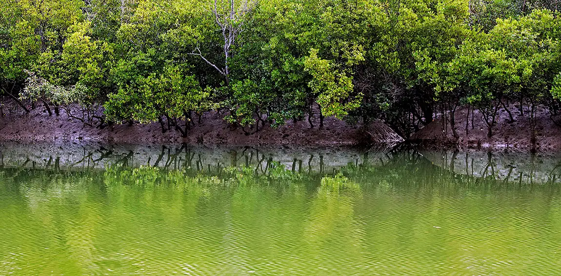 Mangrove Wetland, Odisha, India