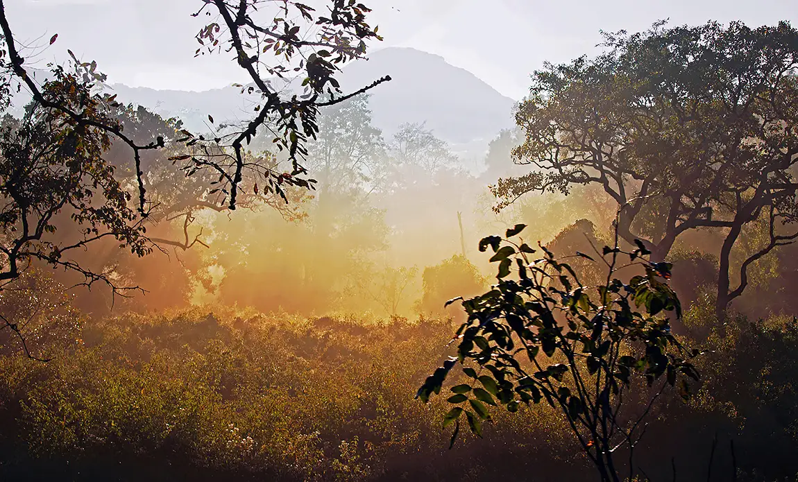 Misty Scene, BR Hills Wildlife Sanctuary, Mysore, India