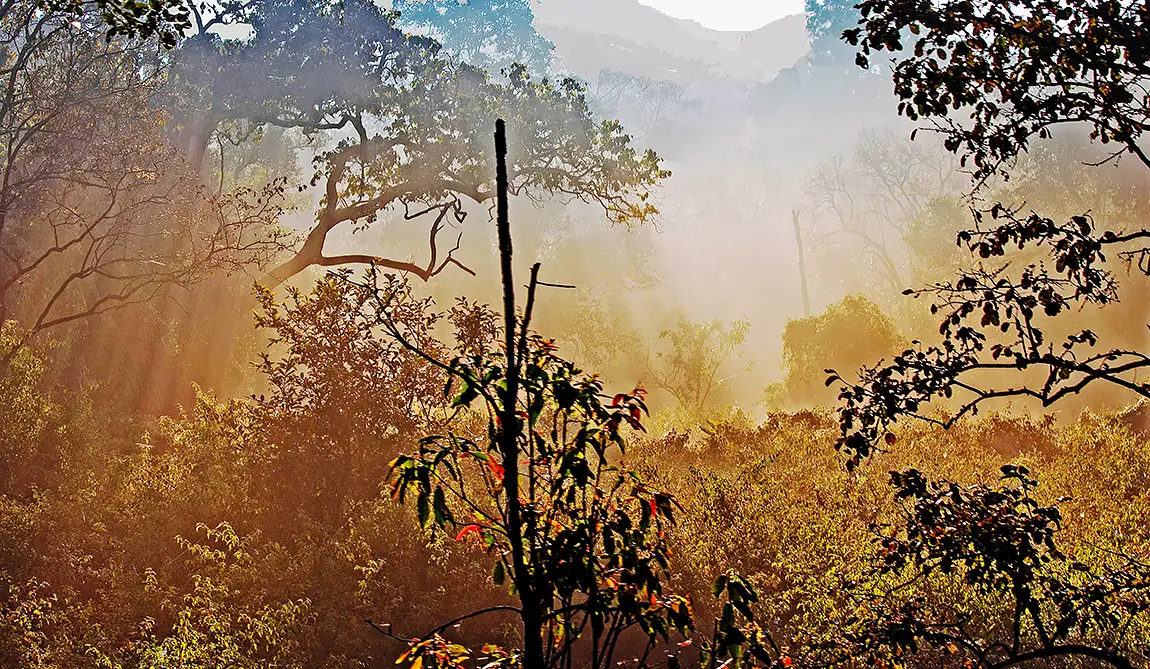 Mystical Forest, BR Hills Wildlife Sanctuary, Mysore, India