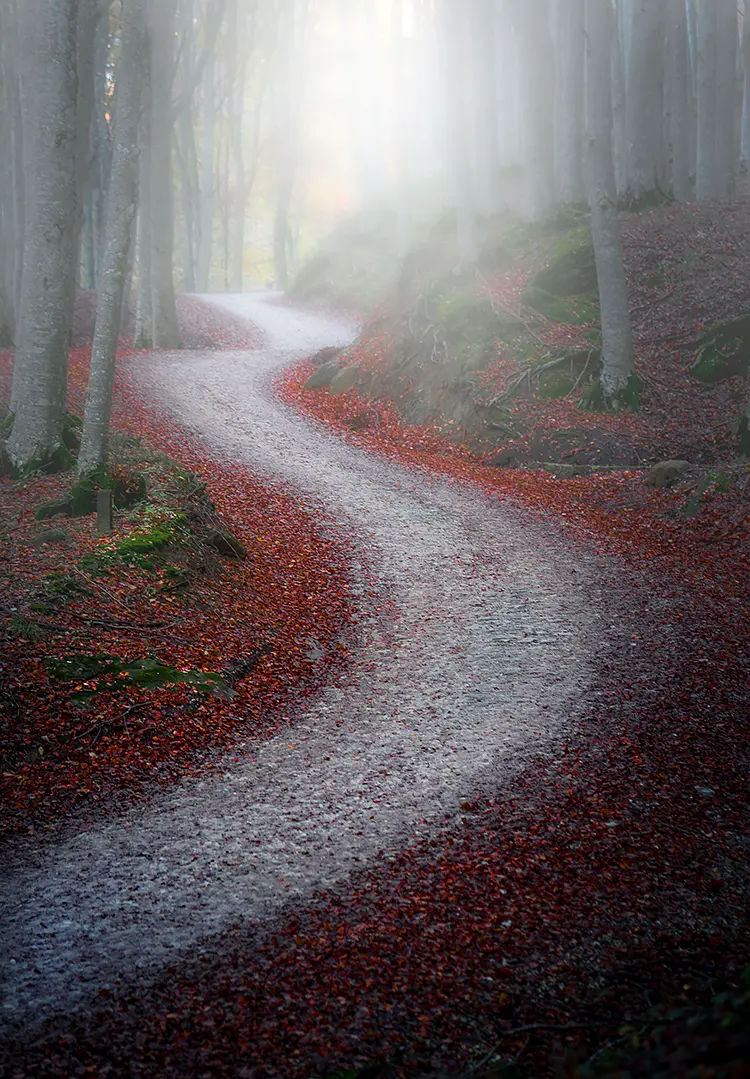 Red Carpet, Casentino, Tuscany, Italy