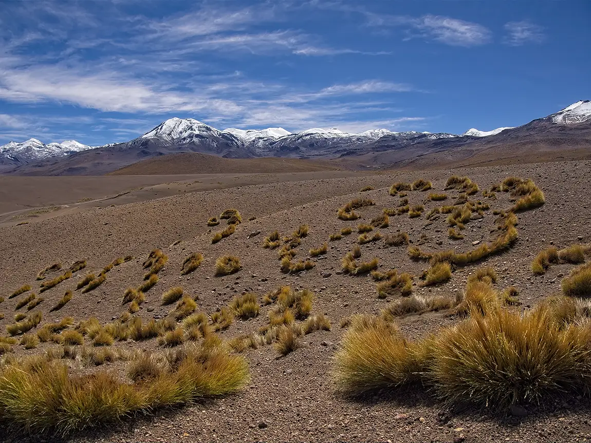 Salt Grass Crescents, Near Tatio Geysers, Atacama Desert, Chile
