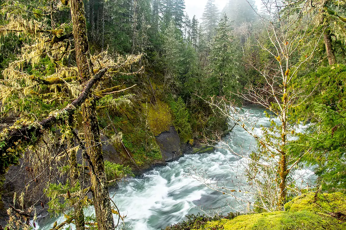 Serpentine Forest, Cowichan River PP, Vancouver Island, British Columbia, Canada