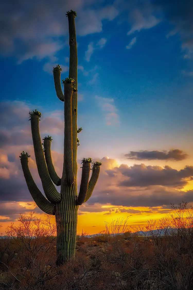 Sonoran Desert, Saguaro National Park, Arizona, USA