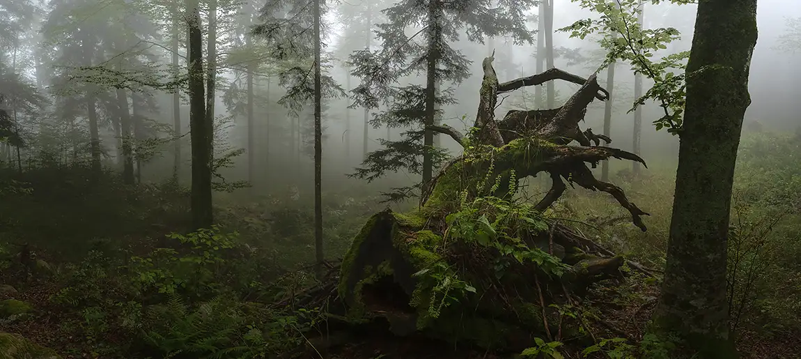 Stojna Forest, Kocevje, Slovenia