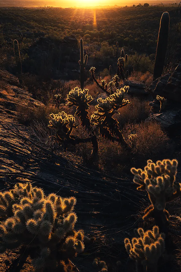 Sunset At Saguaro East National Park, Tucson, Pima County, Arizona, USA