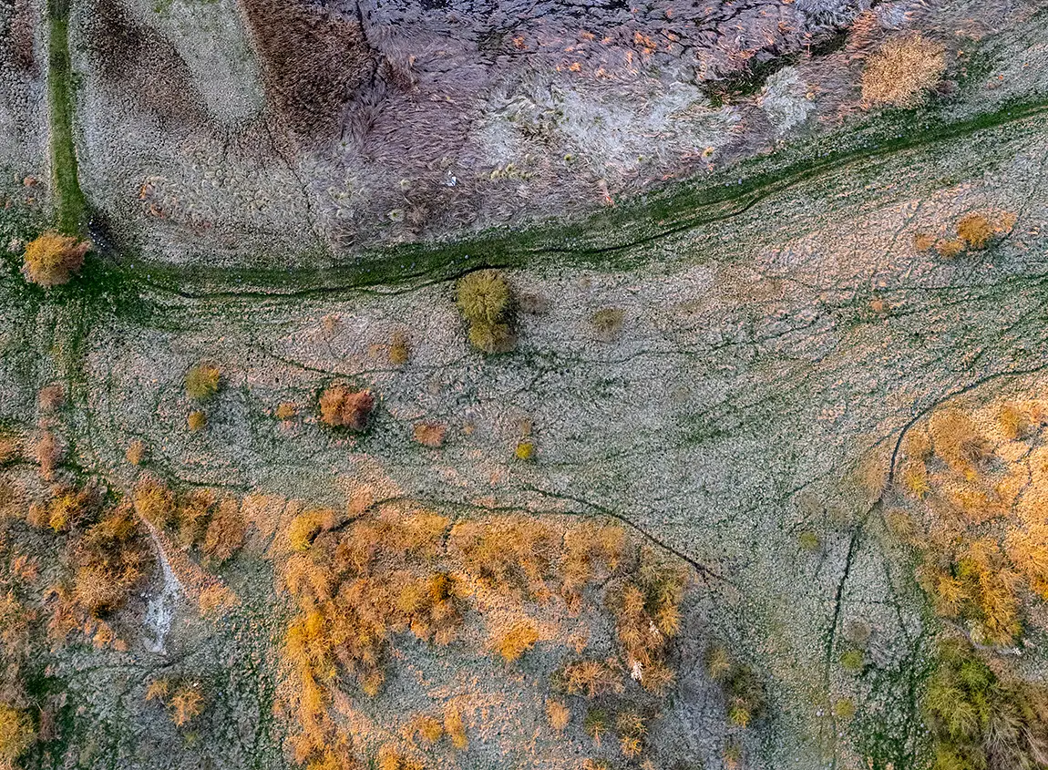 Tidal Forest Patterns, Mariagerfjord, Hadsund, Nordjylland, Denmark