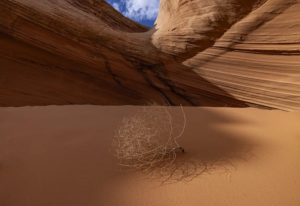 Tumbleweed, Page, Arizona, USA