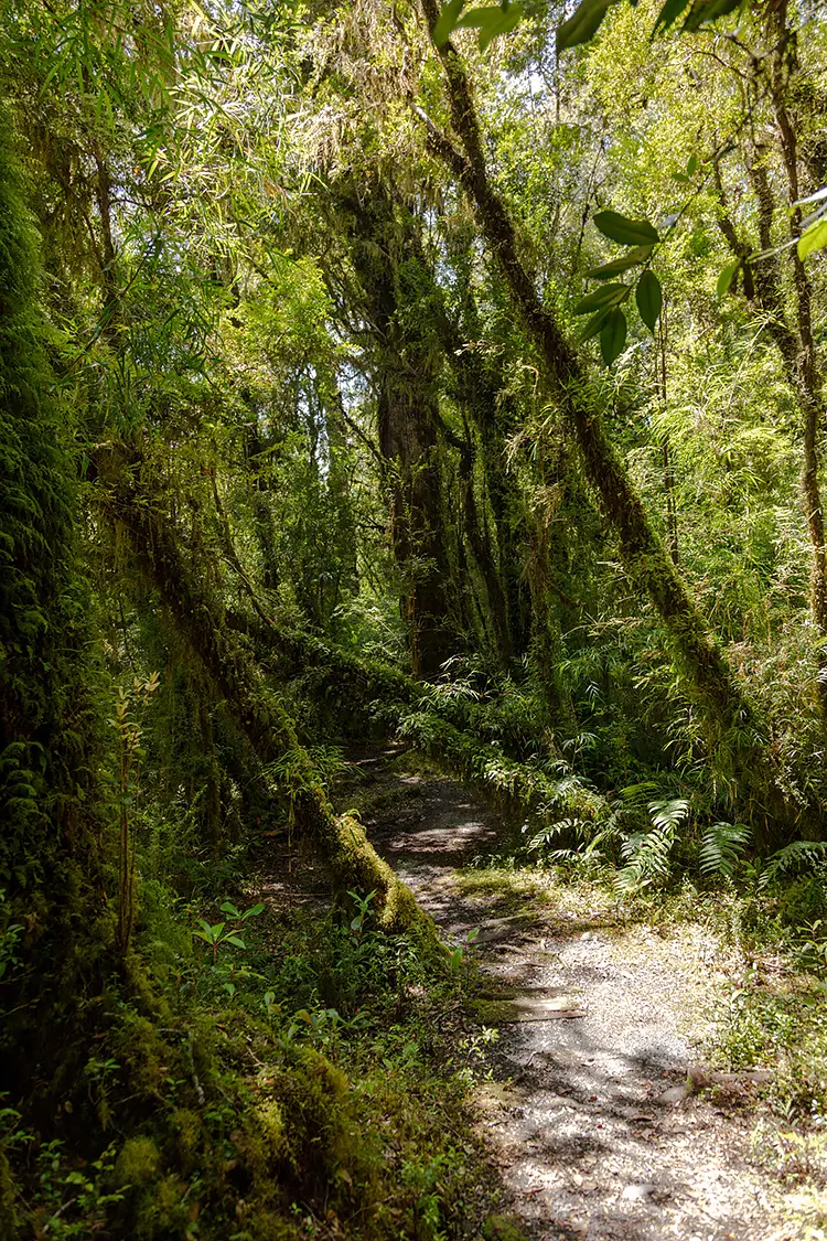 Walk In The Región de Los Lagos, Chile