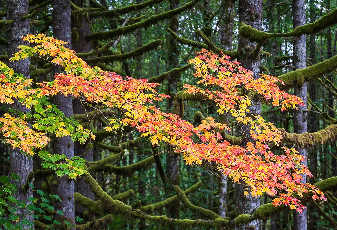 A Splash Of Color, Silver Falls State Park, Marion County, Oregon, USA