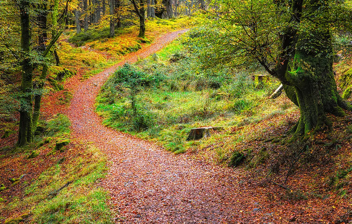 An Torr Woodland Trail, Glencoe, Ballachulish, Scotland