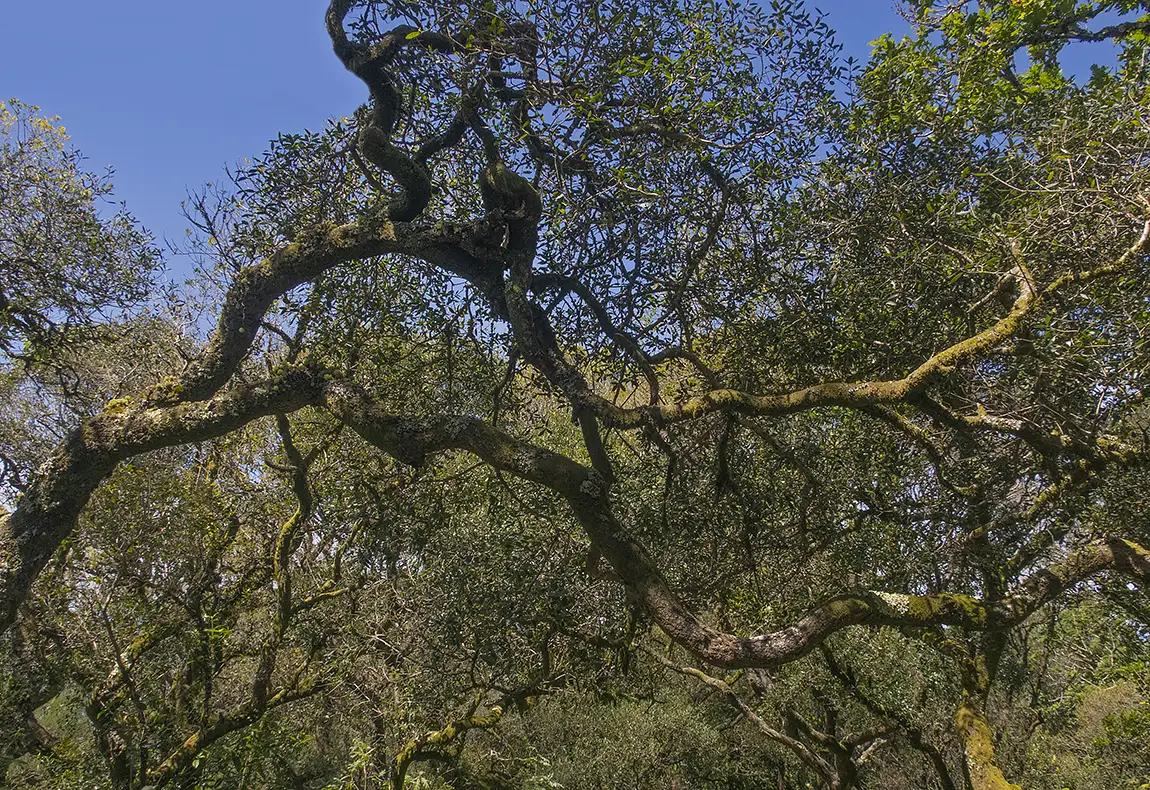 Ancient Forest, Bucaco Arboretum, Mealhada, Aveiro, Portugal
