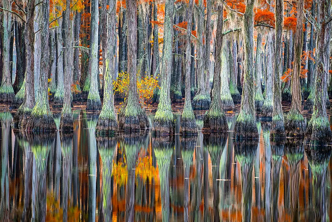 Bald Cypress Forest, Banks Lake, Lakeland, Georgia, USA