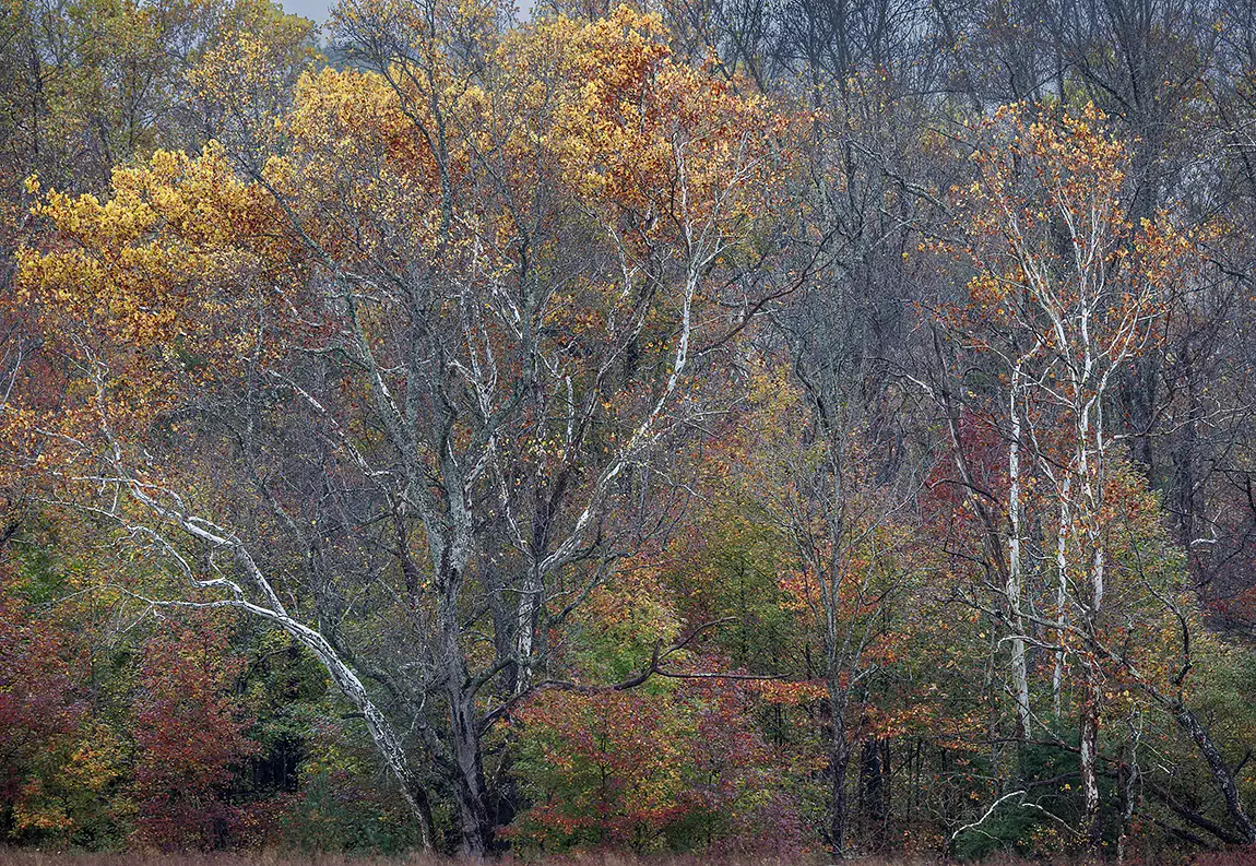 Birch In Forest, Great Smoky Mountains, Tennessee, USA