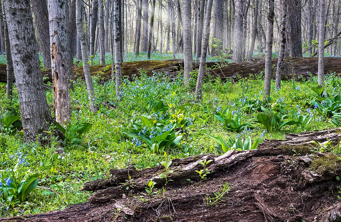Bluebell Sea, Joliet, Illinois, USA