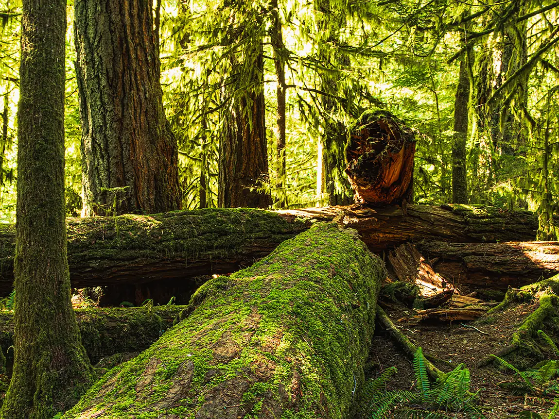 Cathedral Grove, Parksville, Vancouver Island, British Columbia, Canada