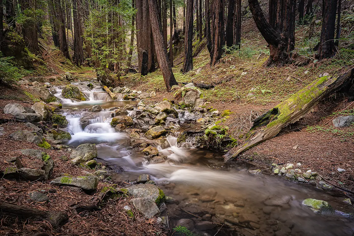 Creek Beneath Redwoods, Big Sur, California, USA