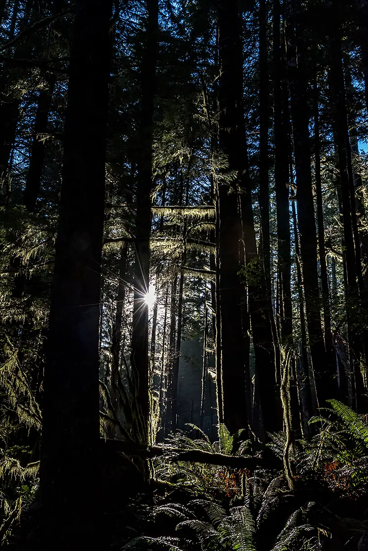 Echoes Of A Childhood Forest, Drift Creek, Lincoln, Oregon, USA