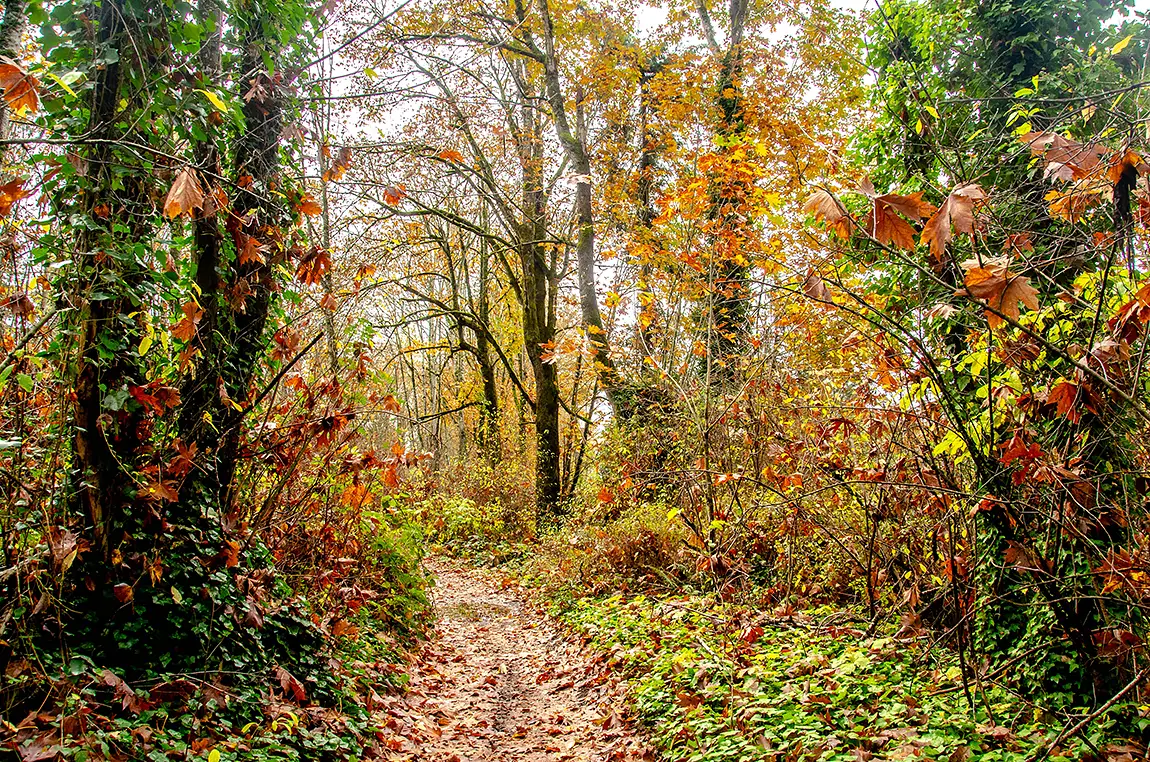 Enchanted Forest, Nanaimo Regional District, Vancouver Island, British Columbia, Canada