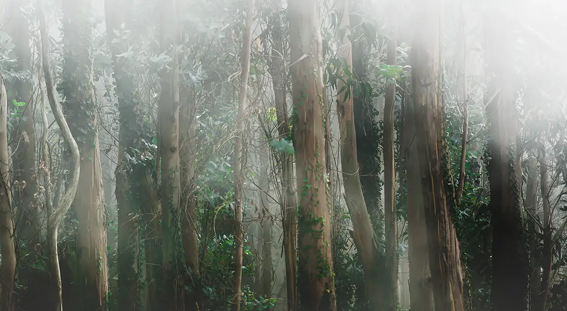 Eucalyptus Forest, Galicia, Spain