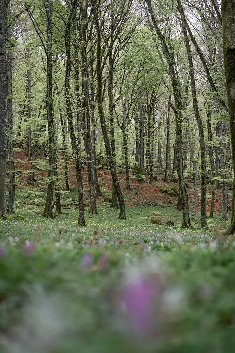 Fairy Forest, Faggeta Vetusta dei Monti Cimini, Italy