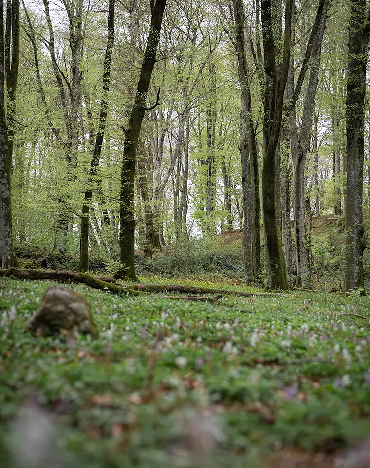 Fairy Wood, Faggeta Vetusta dei Monti Cimini, Italy