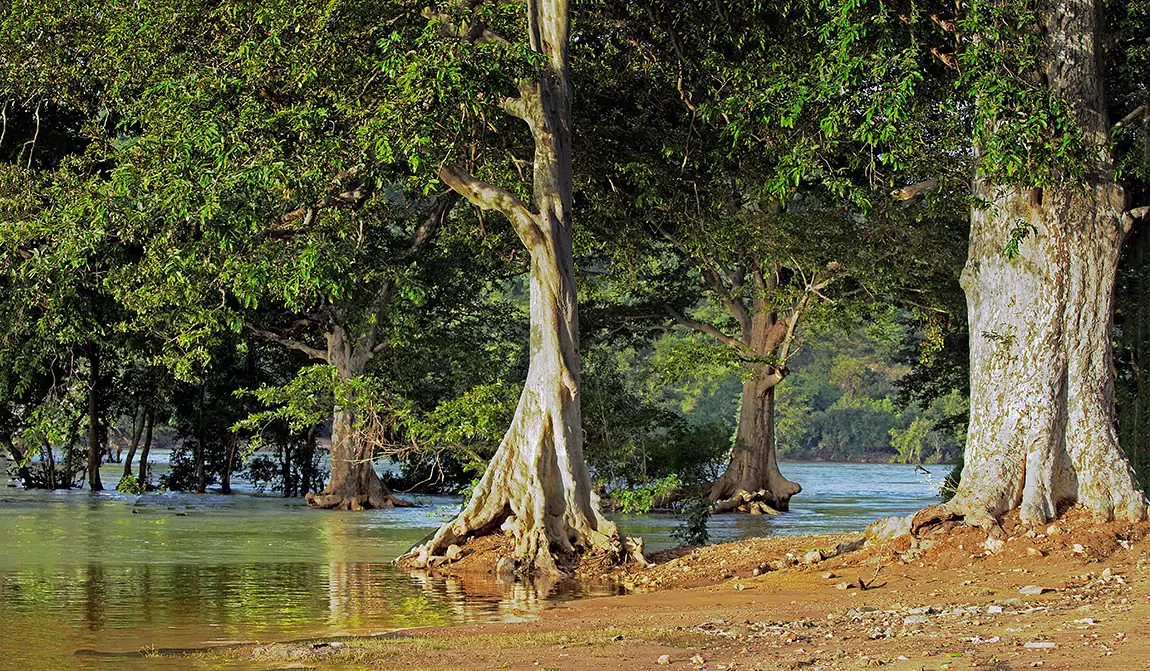 Flooded Forest, Mekedatu, Kanakapura, India