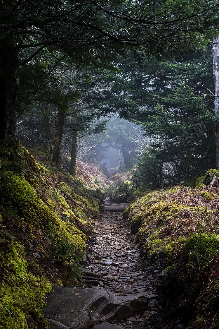 Foggy Tennessee Forest, Gatlinburg, Tennessee, USA