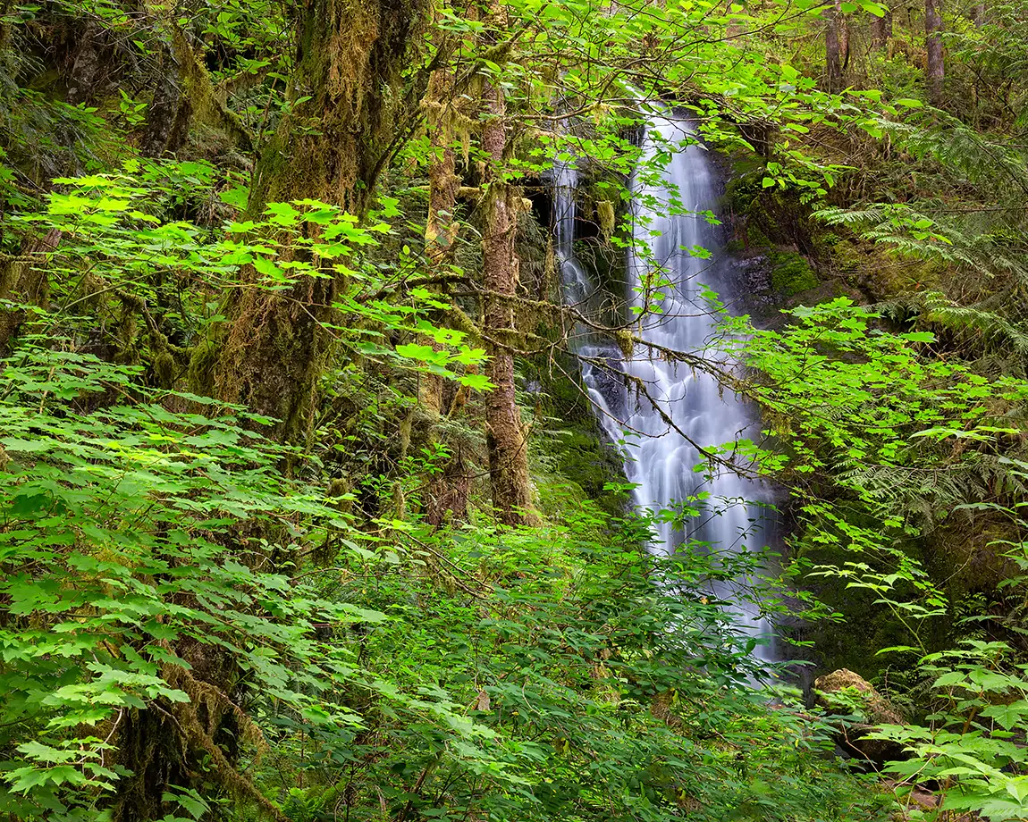 Forest Waterfall, Olympic National Park, Washington, USA