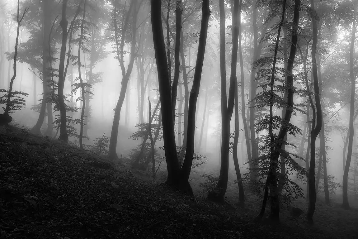 Fragile Dreams, Prepotto, Udine, Italy