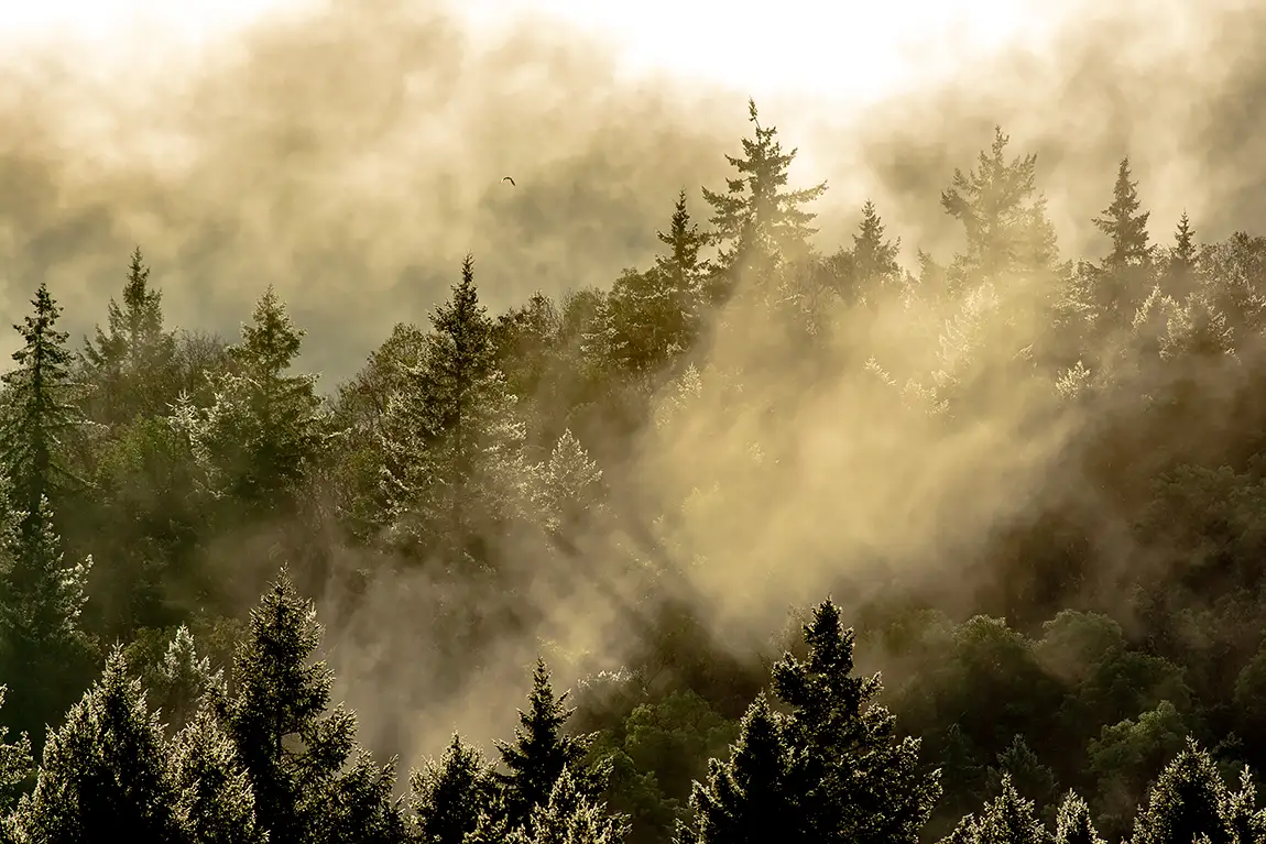 Glistening In The Mist, Ladysmith, Vancouver Island, British Columbia, Canada