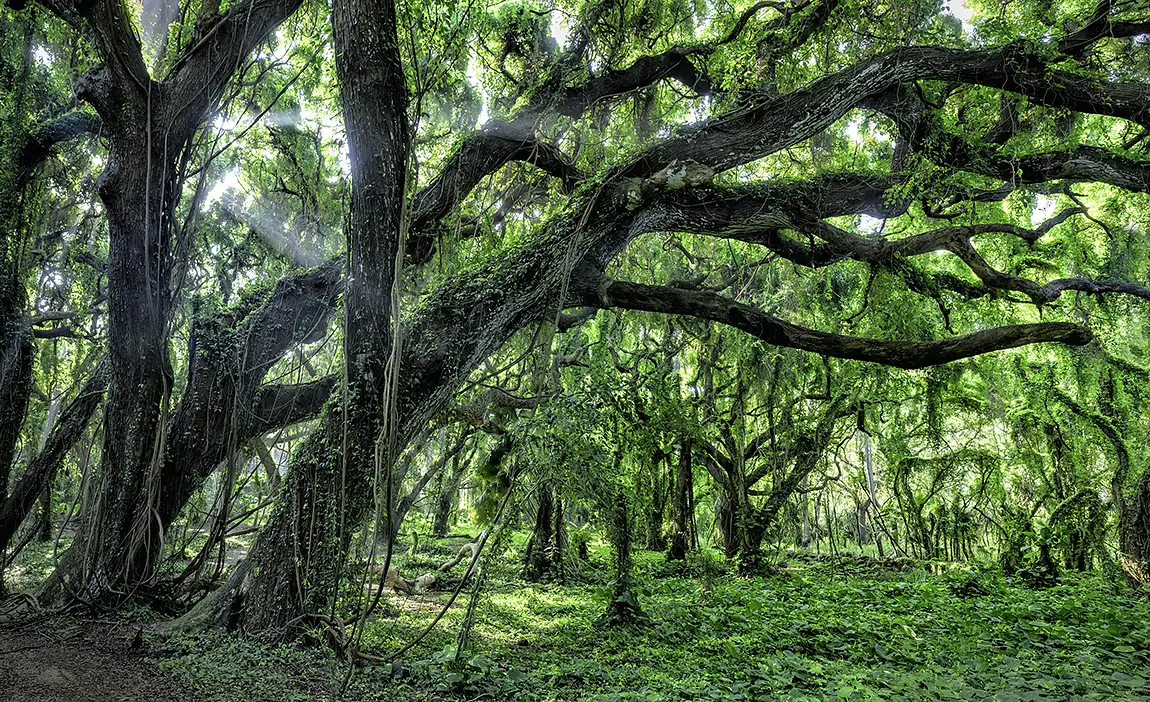 Green Day, Maui, USA