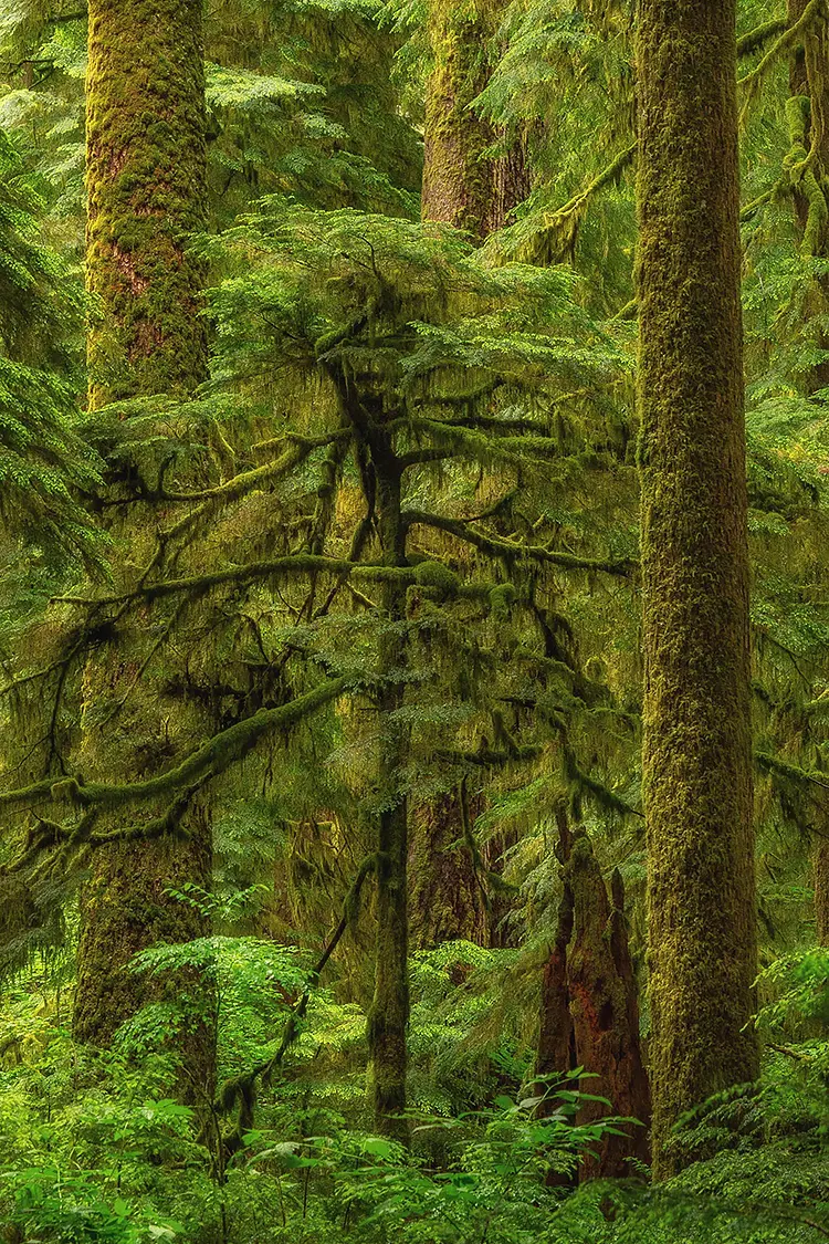 Growing Up Among Giants, Valley Of The Giants, Oregon Coast Range, USA