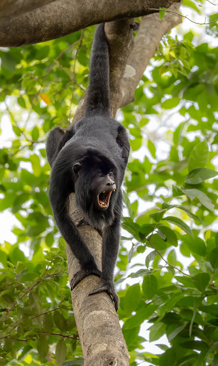 Howling Howler, Pantanal, Mato Grosso, Brazil