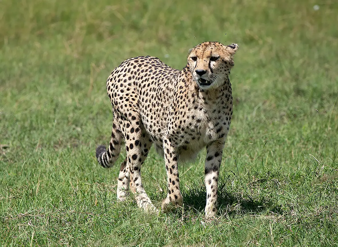 Hungry And Pregnant Cheetah, Maasai Mara, Kenya