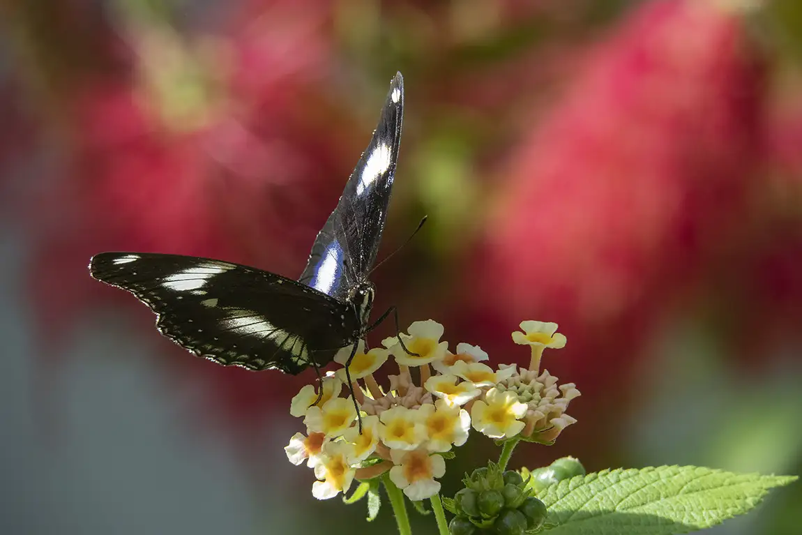 Hypolimnas Bolina, The Great Eggfly, Santa Margarida, Constancia, Santarem, Portugal